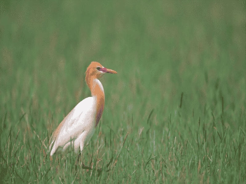 泰国试管费用首荐恒健海外V选,汕头试管哪家好