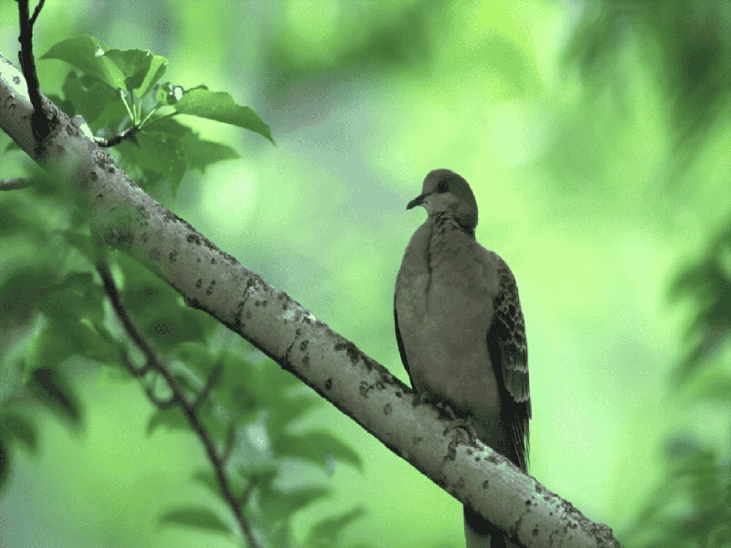 夹珠子试管玩具,试管要tct检测